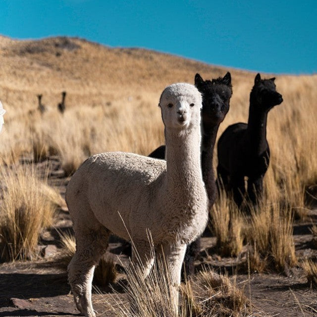Baabuk baby alpacas in a natural Andean landscape with dry grass, highlighting the source of soft wool fiber.